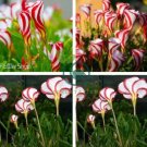 Red Oxalis Versicolor Bonsai Flowers  200 Seeds