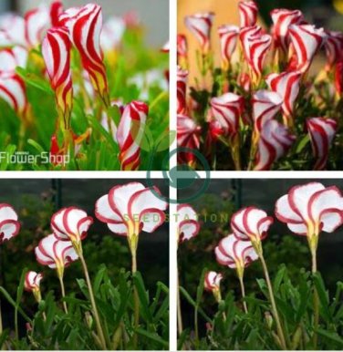 Red Oxalis Versicolor Bonsai Flowers  200 Seeds