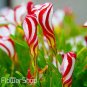 Red Oxalis Versicolor Bonsai Flowers 200 Seeds