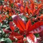 Photinia Serrulata Bonsai 20 Seeds