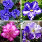 Purple Small Colorful Rare African Flower Garden Perennial Herb Indoor Plants 100 Seeds