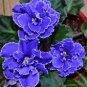 Purple Small Colorful Rare African Flower Garden Perennial Herb Indoor Plants 100 Seeds