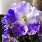 Purple Small Colorful Rare African Flower Garden Perennial Herb Indoor Plants 100 Seeds