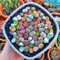 Lithops Mixed 200 Seeds