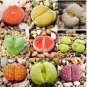 Lithops Mixed 200 Seeds