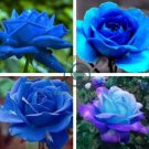 Blue Pink Rose Rare Color 200  Seeds