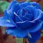 Blue Pink Rose Rare Color 200  Seeds