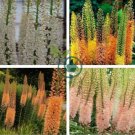 Foxtail Lily Flower 200 Seeds