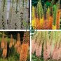 Foxtail Lily Flower 200 Seeds