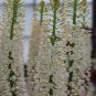 Foxtail Lily Flower 200 Seeds