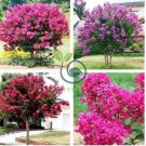 Crape Myrtle - Lagerstroemia Indica 'Natchez' Perennial Flowers  200 Seeds