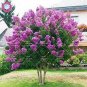 Crape Myrtle - Lagerstroemia Indica 'Natchez' Perennial Flowers  200 Seeds