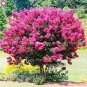 Crape Myrtle - Lagerstroemia Indica 'Natchez' Perennial Flowers  200 Seeds