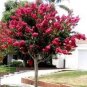 Crape Myrtle - Lagerstroemia Indica 'Natchez' Perennial Flowers  200 Seeds
