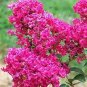 Crape Myrtle - Lagerstroemia Indica 'Natchez' Perennial Flowers 200 Seeds