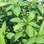 Jute Saluyot, Koshta, Molokhia, Egyptian spinach 200 seeds