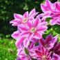 Clematis Flower - Purple White Bi-color Flower 200 Seeds