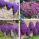 Creeping Thyme Bonsai or Blue Rock Bonsai Perennial 200 Seeds