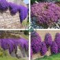 Creeping Thyme Bonsai or Blue Rock Bonsai Perennial 200 Seeds