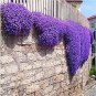 Creeping Thyme Bonsai or Blue Rock Bonsai Perennial 200 Seeds