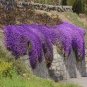 Creeping Thyme Bonsai or Blue Rock Bonsai Perennial 200 Seeds