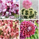 Fragrant Winter Bonsai Flower Yellow Red Pink 10 seeds