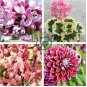 Fragrant Winter Bonsai Flower Yellow Red Pink 10 seeds