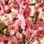 Fragrant Winter Bonsai Flower Yellow Red Pink 10 seeds