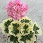 Fragrant Winter Bonsai Flower Yellow Red Pink 10 seeds