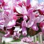 Fragrant Winter Bonsai Flower Yellow Red Pink 10 seeds