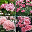 Carnation Bonsai Black Carnation Flower Dianthus caryophyllus 200 Seeds
