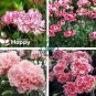 Carnation Bonsai Black Carnation Flower Dianthus caryophyllus 200 Seeds