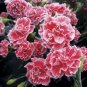 Carnation Bonsai Black Carnation Flower Dianthus caryophyllus 200 Seeds