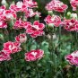 Carnation Bonsai Black Carnation Flower Dianthus caryophyllus 200 Seeds