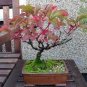 Japanese Creeper Bonsai Rare Boston Snail Flower Vine Bonsai 100 Seeds