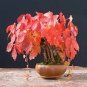 Japanese Creeper Bonsai Rare Boston Snail Flower Vine Bonsai 100 Seeds