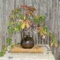 Japanese Creeper Bonsai Rare Boston Snail Flower Vine Bonsai 100 Seeds