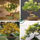 Potentilla Fruticosa Flowerpot Plant Fruticosa Bonsai Plant Roots 200 Seeds