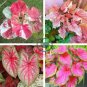 Caladium  Bonsai Plants Assorted Colors Perennial Flowers 200 Seeds