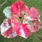 Caladium  Bonsai Plants Assorted Colors Perennial Flowers 200 Seeds