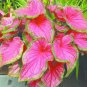 Caladium  Bonsai Plants Assorted Colors Perennial Flowers 200 Seeds