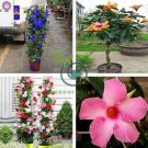 Rare Dipladenia Sanderi 100 Seeds