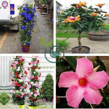 Rare Dipladenia Sanderi 100 Seeds