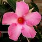Rare Dipladenia Sanderi 100 Seeds