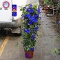 Rare Dipladenia Sanderi 100 Seeds