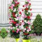 Rare Dipladenia Sanderi 100 Seeds