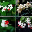 Rare Clerodendrum thomsoniae Balf Seeds for Garden Flower Bonsai  40 Seeds