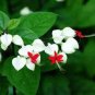 Rare Clerodendrum thomsoniae Balf Seeds for Garden Flower Bonsai  40 Seeds