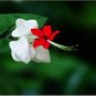 Rare Clerodendrum thomsoniae Balf Seeds for Garden Flower Bonsai  40 Seeds