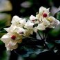 Rare Clerodendrum thomsoniae Balf Seeds for Garden Flower Bonsai  40 Seeds